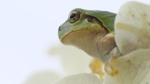 Side profile of a frog. On the white hydrangea. Japanese tree frog. Japanese rainy season. Annabelle hydrangea. Close-up. cute