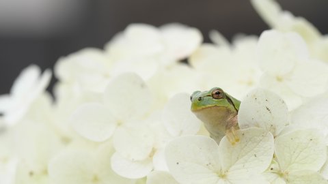 A frog with a white hydrangea flower. Japanese tree frog. Japanese rainy season. Annabelle hydrangea. Close-up. cute