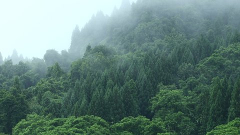 Forest surrounded by thick fog,in rainy day