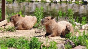 Capybara Family Resting. This stock video shows a family of capybaras resting near a river.