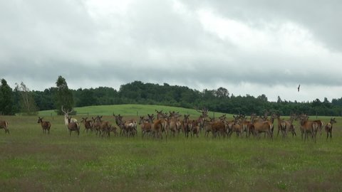 Deer in the field. Deer farm