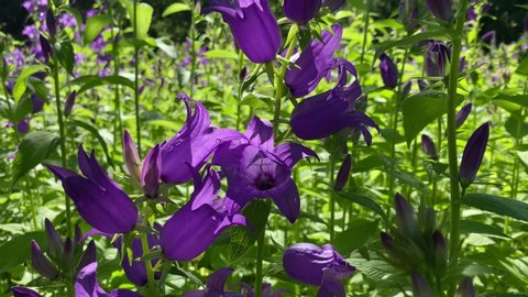 Blue Campanula flowers sway in the wind in the sunlight