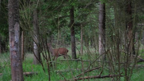 A deer runs through the forest