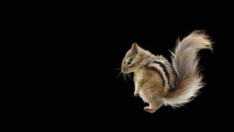 squirrel Dance CG fur, 3d rendering, animal realistic CGI VFX, composition 3d mapping cartoon, Included in the end of the clip with Alpha matte.