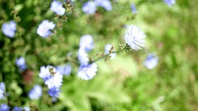 flower of chicory in the meadow waving by the wind.blur background.macro effect.Blue flowers on natural background