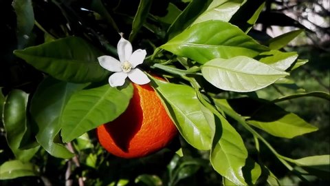 White flower & orange fruit for essential oil neroli natural perfume. Orange blossom neroli, orange fruit on green leaves background. Natural fresh flower as attar (neroli essential oil) smell aroma