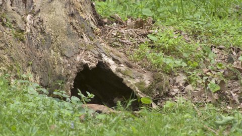Groundhog Eye Pokes Out Of Tree Stump Burrow Looking For Danger