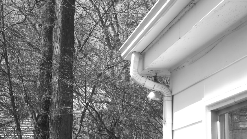 Oak trees in a backyard, featured in black and white.