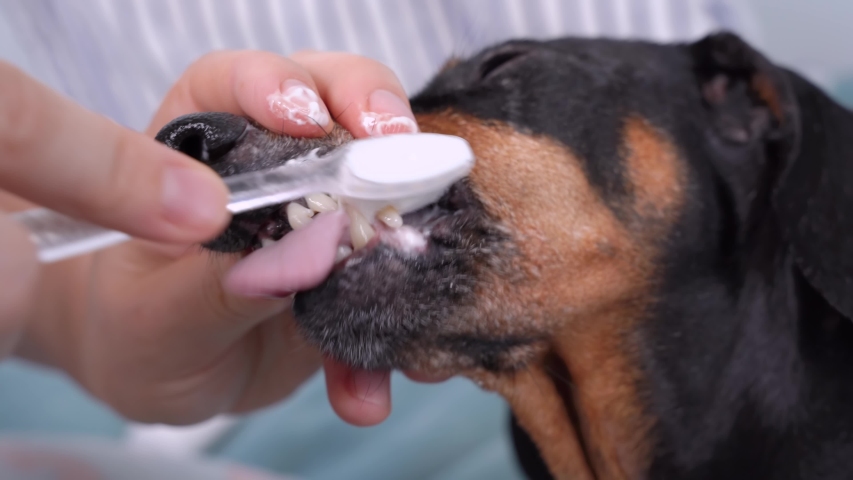 dogs and human toothpaste