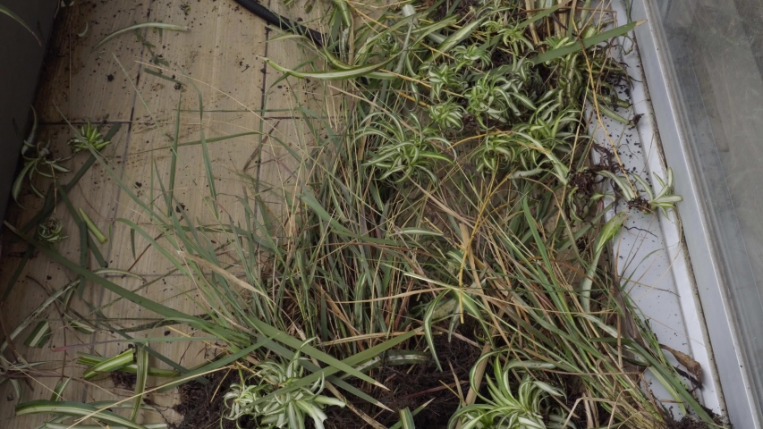 Close up of isolated plants falling on the floor.