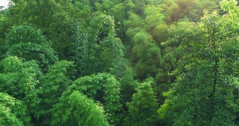 Drone flying close to the top of bamboo woods in Sichuan China fresh bamboo leaf forest close up view 4k footage 