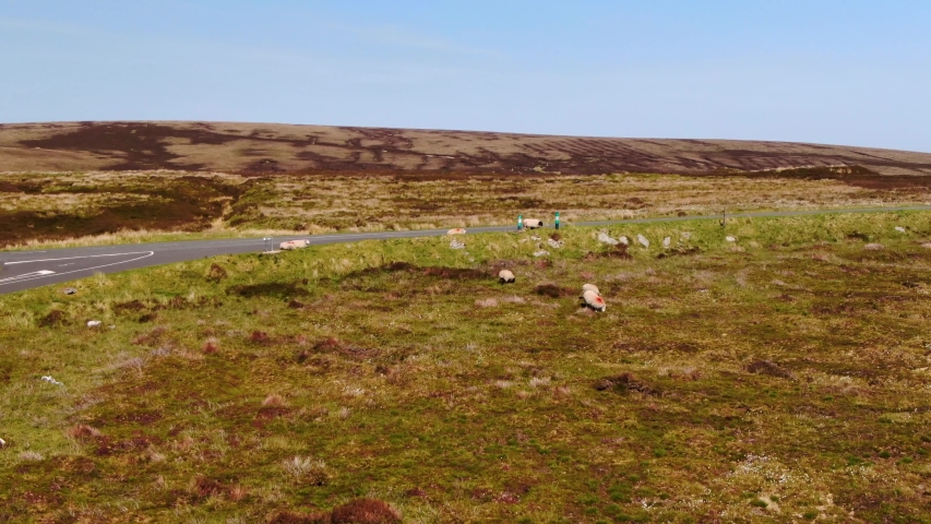 Sheep grazing on grass near a road