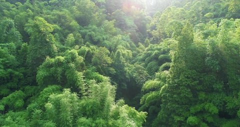 Aerial view of drone flying in the bamboo woods 4k bamboo forest in the morning with sunshine landscape footage 