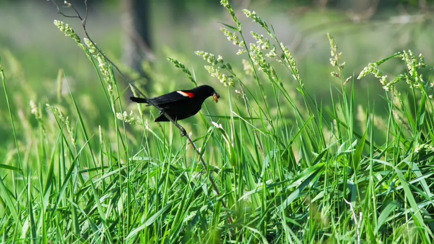 Redwing Blackbird with bug in beak flies away.
