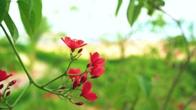Closeup view video of branches of green shrub blooming with red flowers.