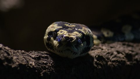 Diamond python snake yawning in a terrarium looking to camera - Morelia spilota