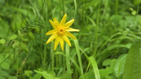 Close-up of bright yellow Heartleaf Arnica wildflower blowing in a light wind after a rainfall.  Taken in the Rocky Mountains.