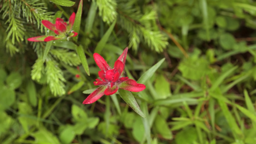 Close-up of beautiful dark pink Indian Paintbrush wildflowers blowing in a light wind after a rainfall. Raindrops can be seen on the flower. The background is out of focus. Taken in the Rocky Mountain