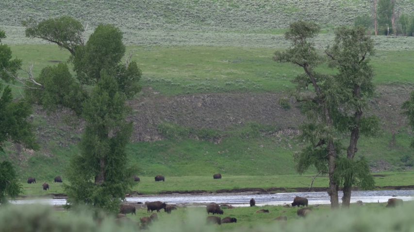 Wolves stalk Bison grazing by a river