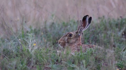 European hare eats grass, Lepus europaeus close up