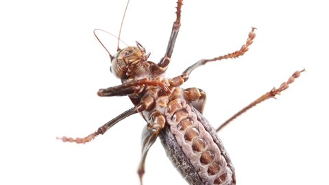 Very large brown katydid underneath detailed view abdomen flexes while breathing
