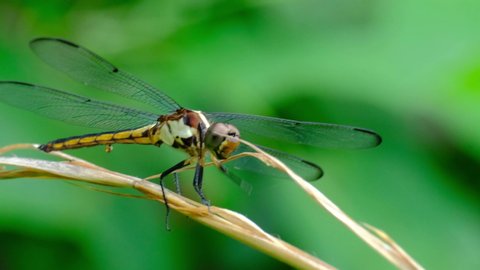 A female slaty skimmer (Libellula incesta) is agitated with a piece of grass in her face.