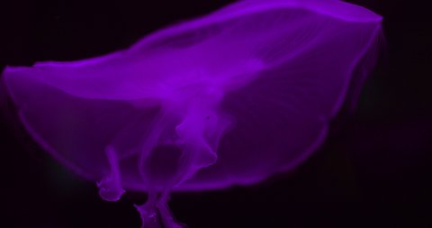 Medium Tracking Shot Of Bright Purple Moon Jellyfish, Aurelia Aurita, Floating Underwater In Dark Aquarium Vídeo Stock