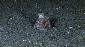 Long Armed Octopus (Abdopus sp.) sitting in a hole. Night divein Tulamben, Bali, Indonesia. 4k underwater video.