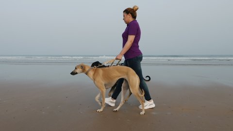 A woman walks on the beach with two Sloughi dogs (Arabian greyhound) on the leash. Healthy leisure time and exercise outdoors. Slow motion footage.
