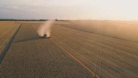 Combine harvesting golden ripe wheat field at sunsetの動画素材