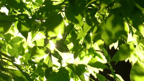 Beautiful sunny fresh green leaves of trees growing outside in spring or summer forest. Foliage with soft delicate back sunlight.
