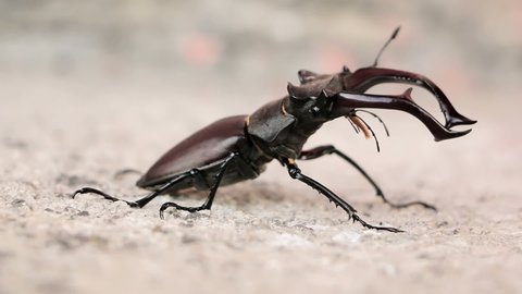 Stag Beetle. Deer beetle walk on concrete