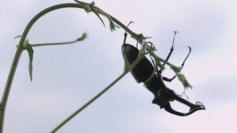 Stag Beetle in nature. Deer beetle on a stalk