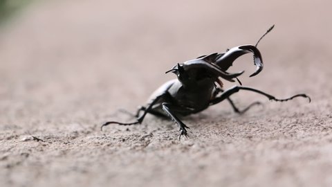 Stag Beetle. Deer beetle walk on concrete