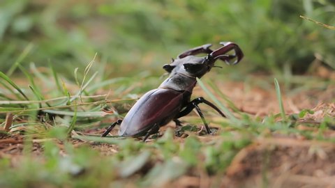 Stag Beetle in nature. Deer beetle in the forest