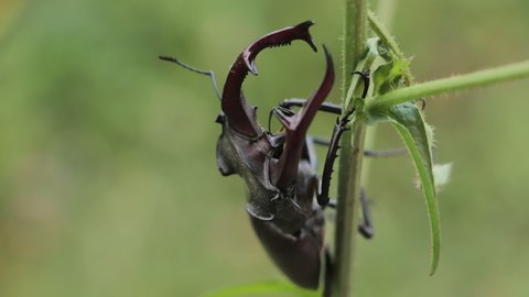 Stag Beetle in nature. Deer beetle on a stalk