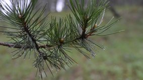 Rain in pine forest close up of pine tree needles with raindrops on rainy day on Tara mountain in Serbia