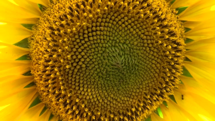 Sunflower close-up yellow flower flora | Shutterstock HD Video #1055678210