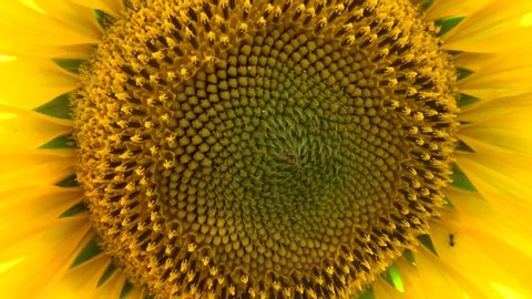 Sunflower close-up yellow flower flora