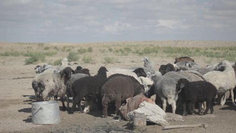 A large flock of sheep drinks water in the steppe.