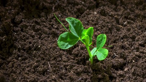 Time lapse footage of a pea seedling growing out of the fertile dark soil into a small plant