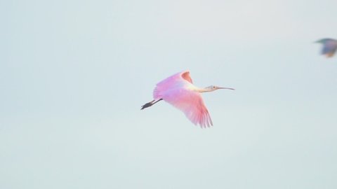 roseate spoonbill flying in slow motion at everglades swamp