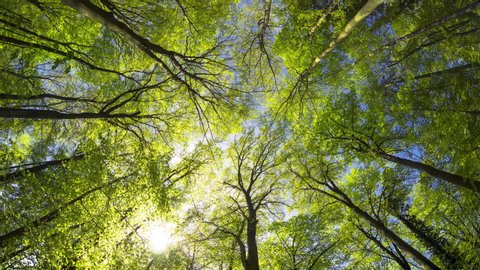 Green forest canopy, time lapse footage of a whole day with the sun moving across the frame and casting majestic light and shadows