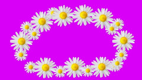 Coloured frame and violet background. Motion design. Moving daisy flowers, camomiles framework. Copy space. Colourful violet magenta purple frame. 