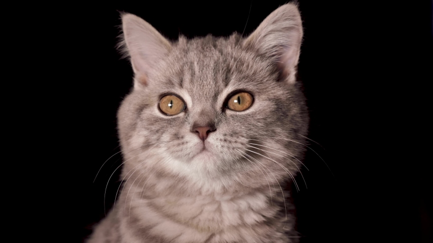 A four-month-old Scottish straight-striped kitten of gray striped color looks around, into the chamber and yawns. Footage shot close up of snout with yellow eyes under artificial professional lighting Royalty-Free Stock Footage #1055686724