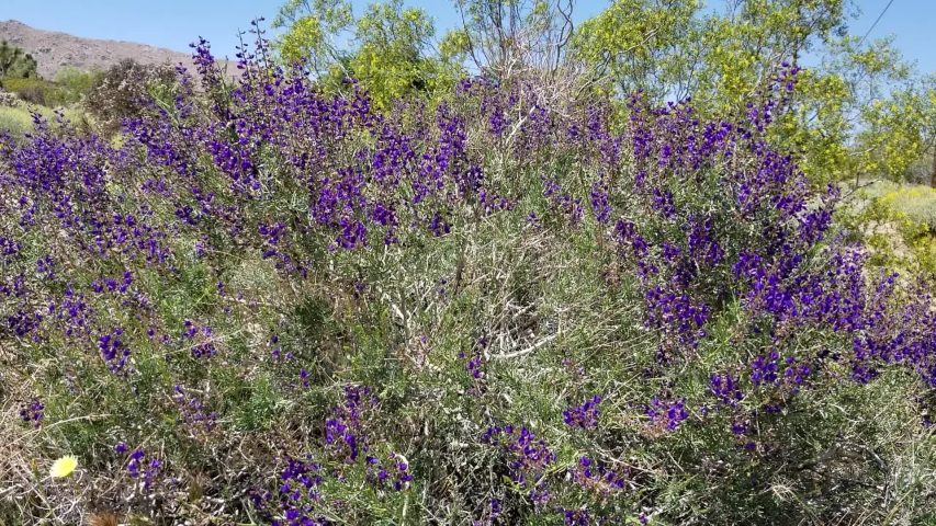 Purple Raceme bloom on California Indigo Bush, Psorothamnus Arborescens, Fabaceae, native Perennial Deciduous Shrub on the edges of Joshua Tree City, Southern Mojave Desert, Springtime.