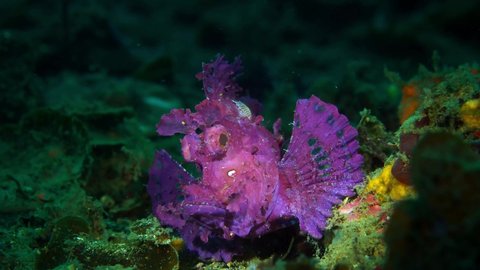 Rhinopias frondosa purple Weedy Scorpionfish with parasite Lembeh 4k 25fps