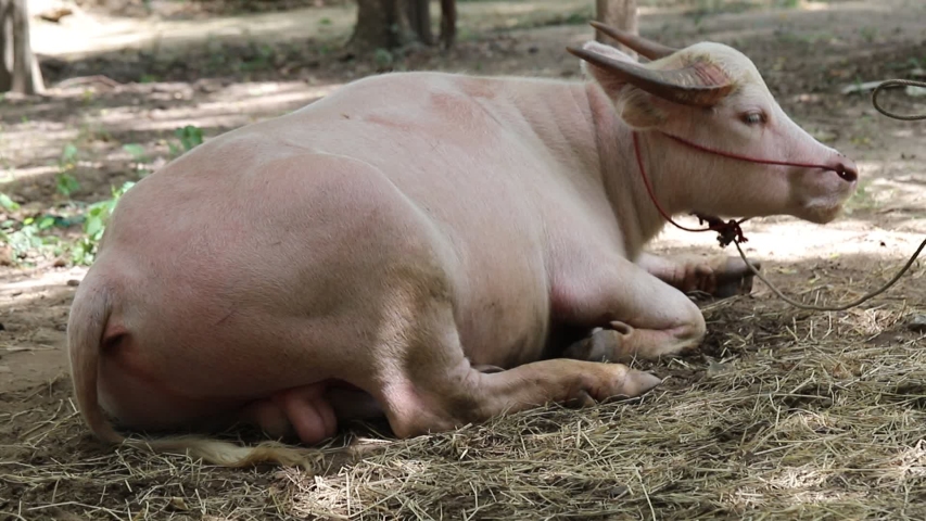 Buffalo in Thailand , Albino buffalo