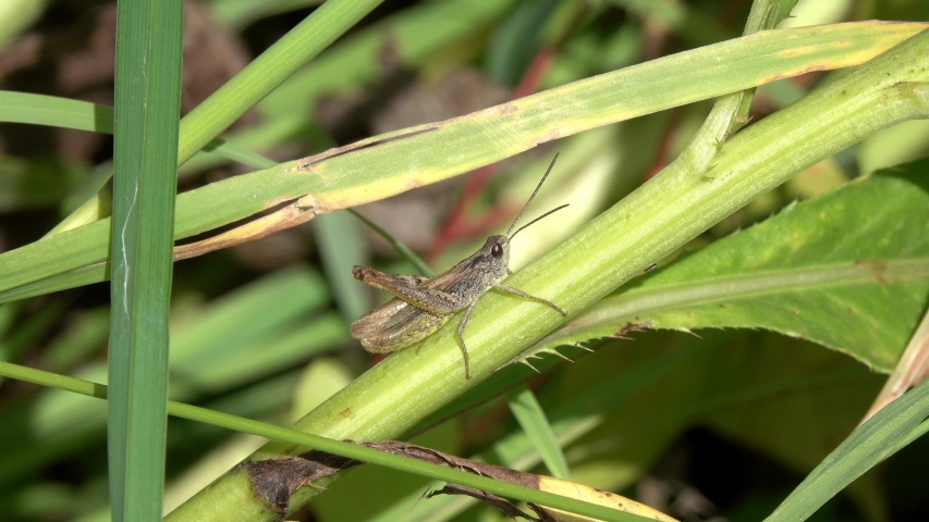 Little Grasshopper chirping by rubbing it's hind legs against it's wings while sitting on a green blade of grass. Royalty-Free Stock Footage #1055690099