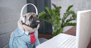 Funny business pug dog wear wireless headset. Video conference calling on laptop computer talk by webcam in online chat, customer support service and distance online teaching. Live video online stream